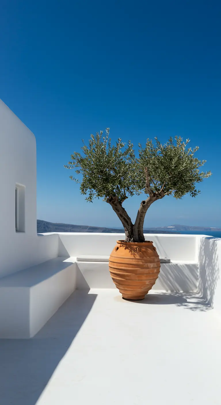 A single olive tree in a terracotta pot on a stark white minimalist terrace.